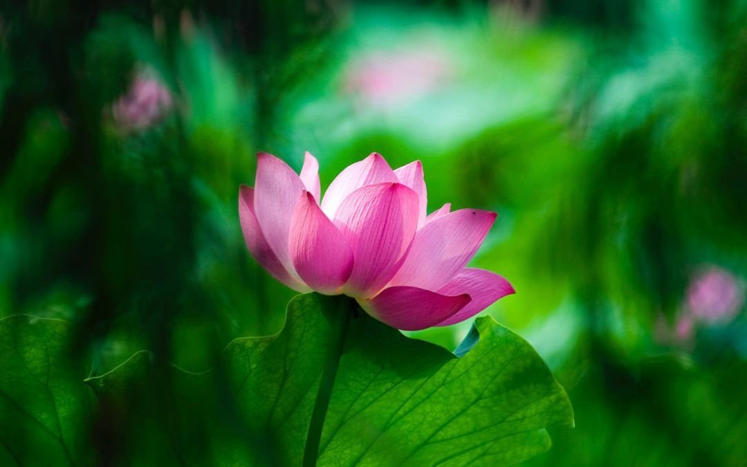 El propósito de la vida